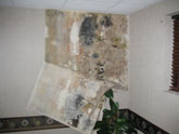 Mold on wall behind wallpaper